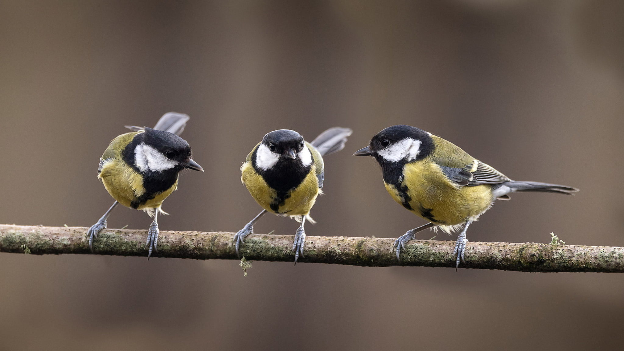 three great tits on branch