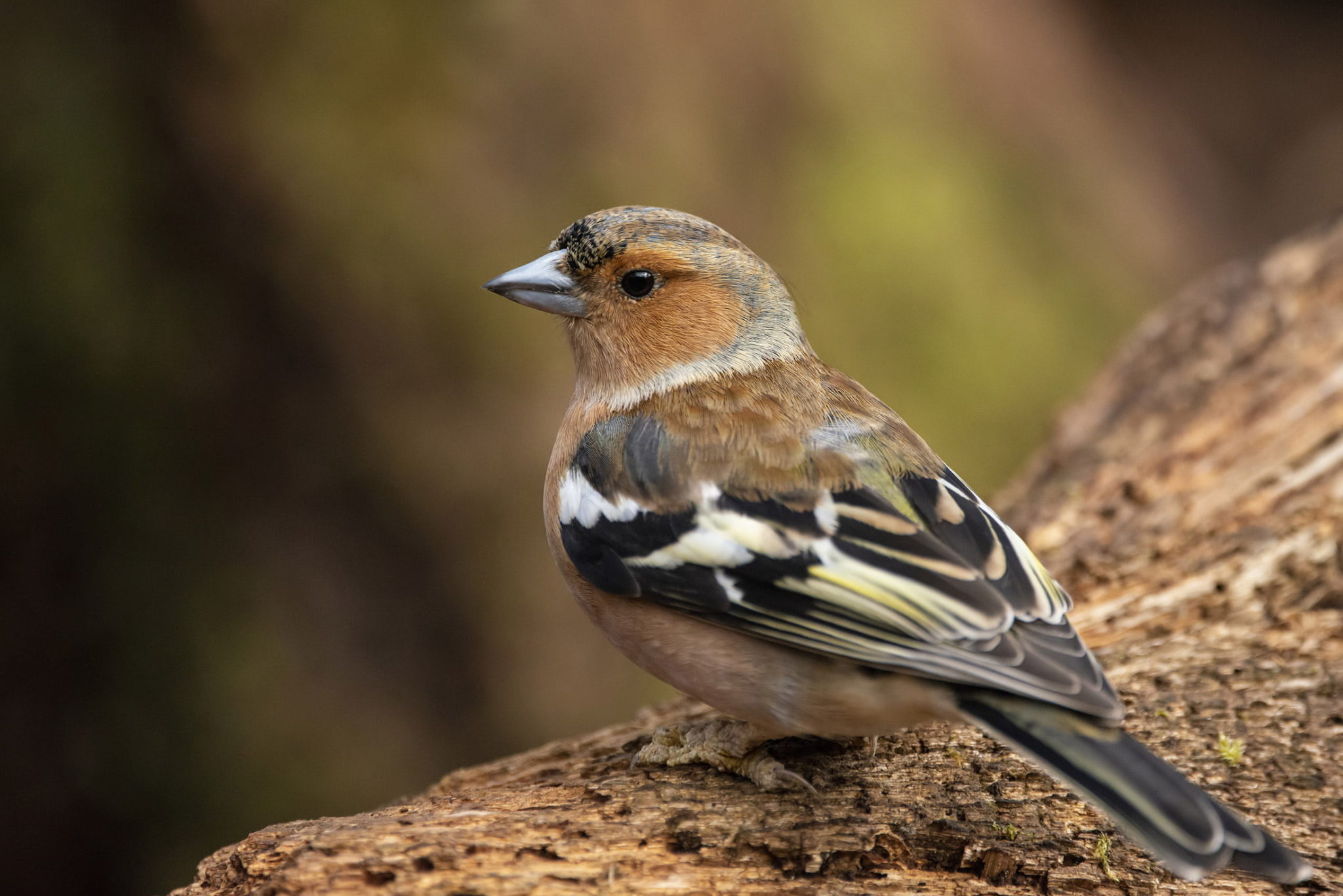 Common Garden Birds The Top 5 Birds Youll Find In Uk Gardens