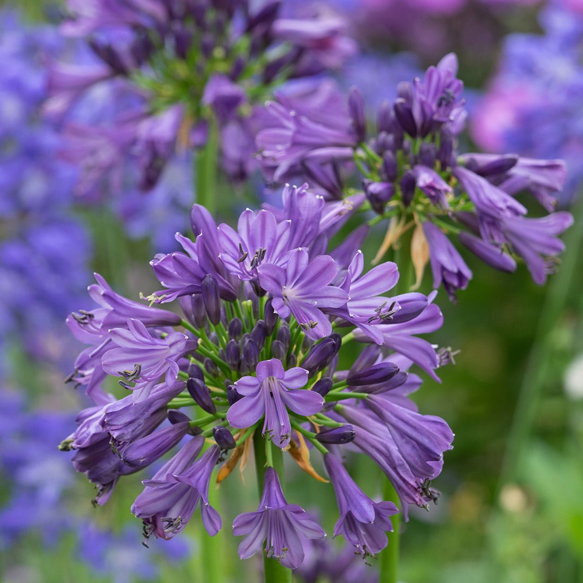 Award Winning Agapanthus Purple Delight 3 x 9cm pots Richard Jackson Garden Award Winning Agapanthus Purple Delight 3 x 9cm pots Richard Jackson Garden