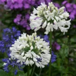 Agapanthus Snow Crystal