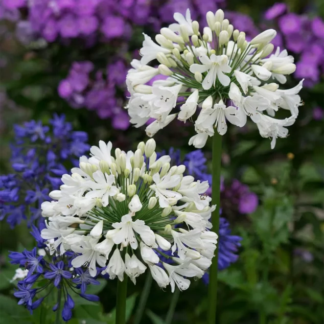 Agapanthus Snow Crystal