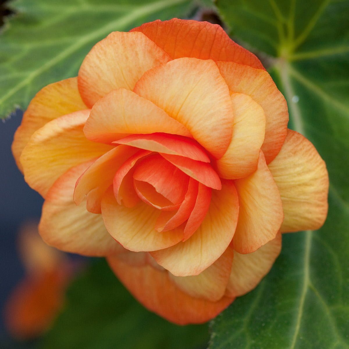 Begonia Apricot Shades