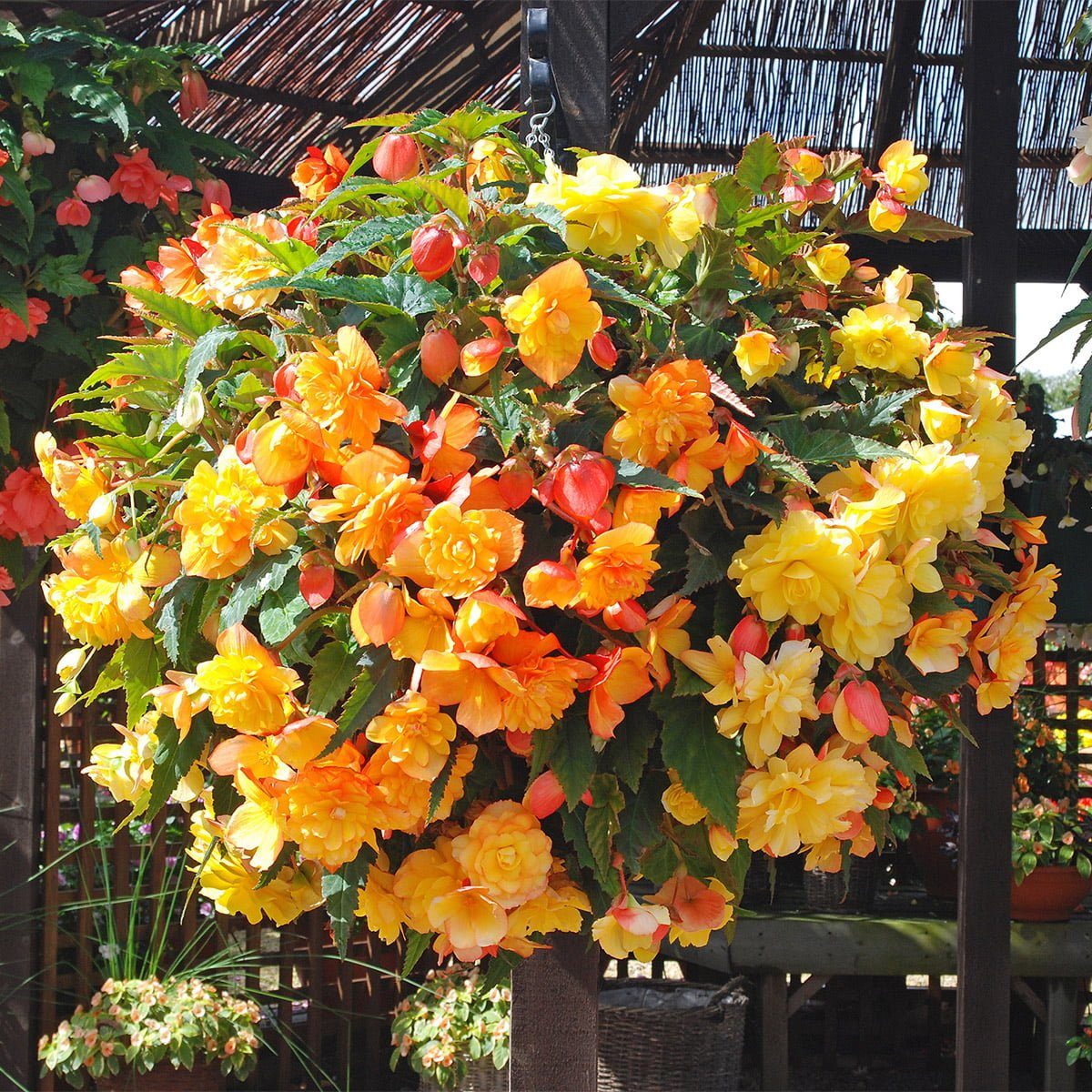 The Five Best Hanging Basket Plants