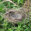 bird nest lined with wool