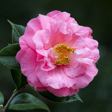 Camellia Dr King