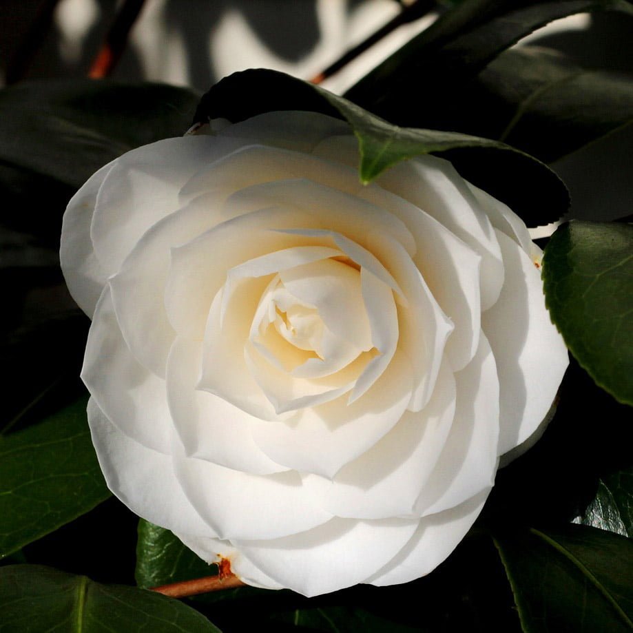 Camellia Golden Anniversary