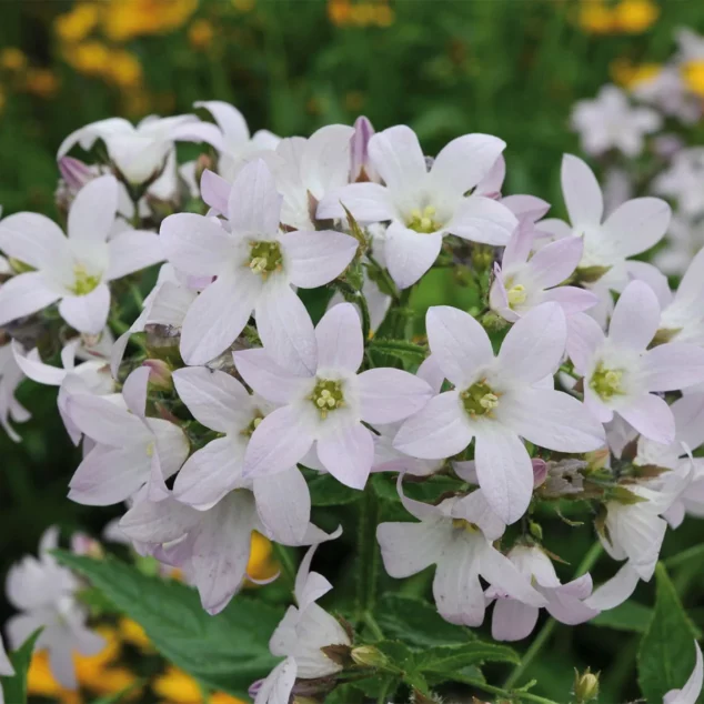 Campanula Loddon Anna
