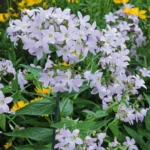 Campanula Loddon Anna