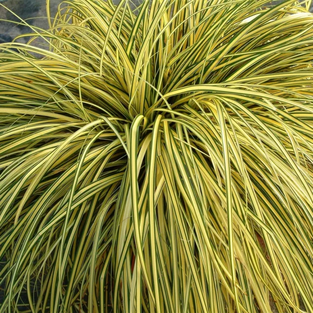 Carex Evergold