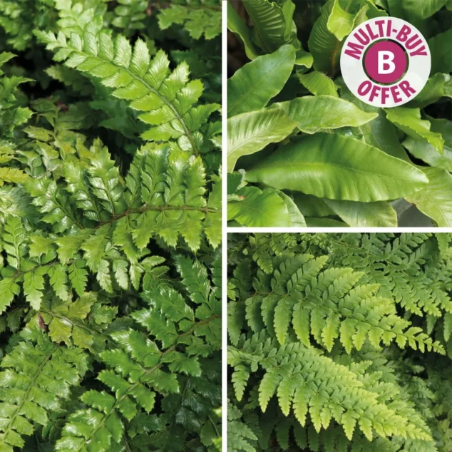 Evergreen Ferns