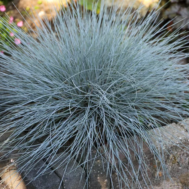 Festuca Intense Blue