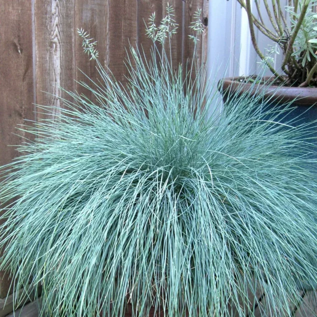 Festuca Intense Blue