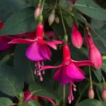 Fuchsia Display