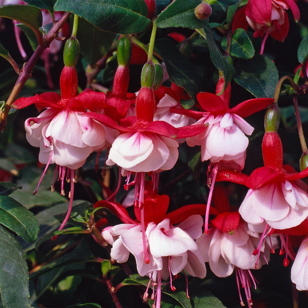Award Winning Hardy Fuchsias Plants - Richard Jackson Garden