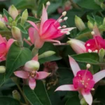 Fuchsia Waltz