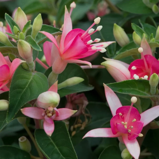 Fuchsia Waltz