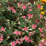 Fuchsia Waltz