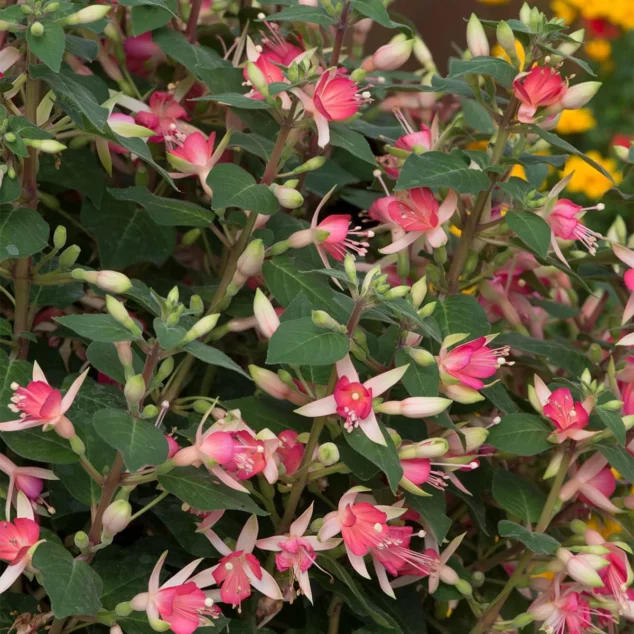 Fuchsia Waltz