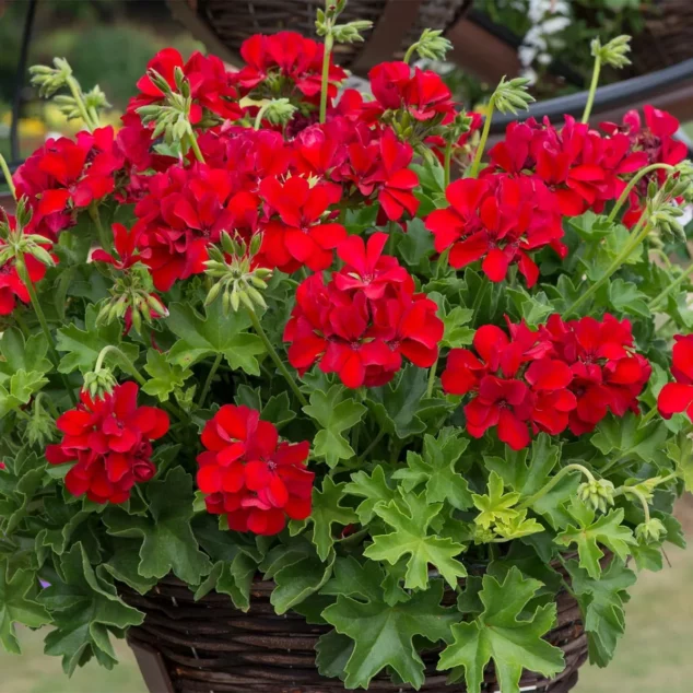 Geranium Marcada Dark Red