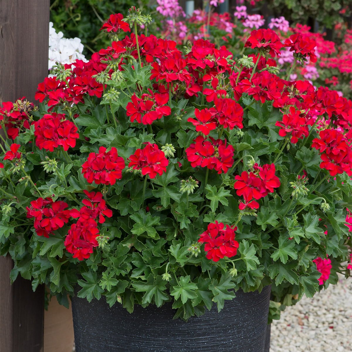 Award Winning Red Geranium Plants Richard Jackson Garden