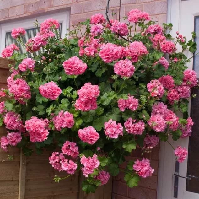 Trailing Geranium Shades of Pink in hanging basket