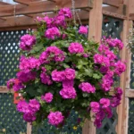 Trailing Geranium Shades of Pink in hanging basket