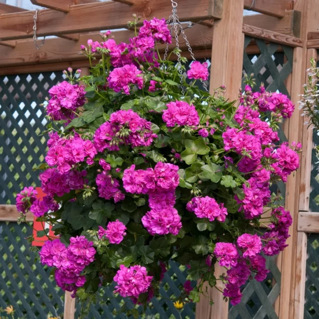 Trailing Geranium Shades of Pink in hanging basket