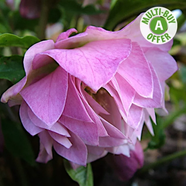 Helleborus Pink Ballerina