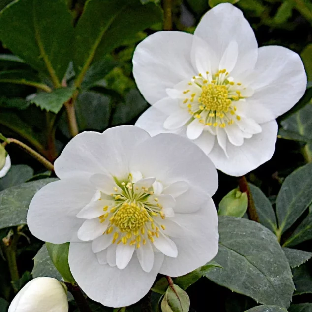 Helleborus Snowdrift