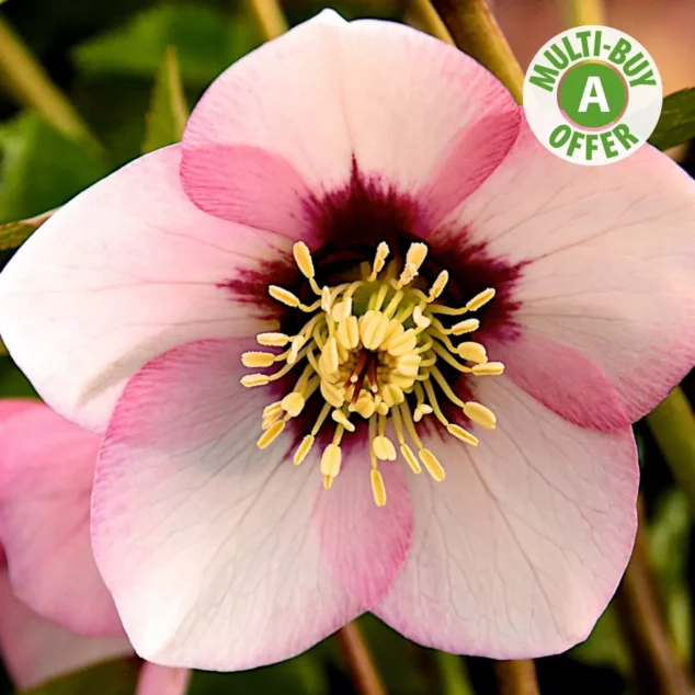 Helleborus Sugar Plum