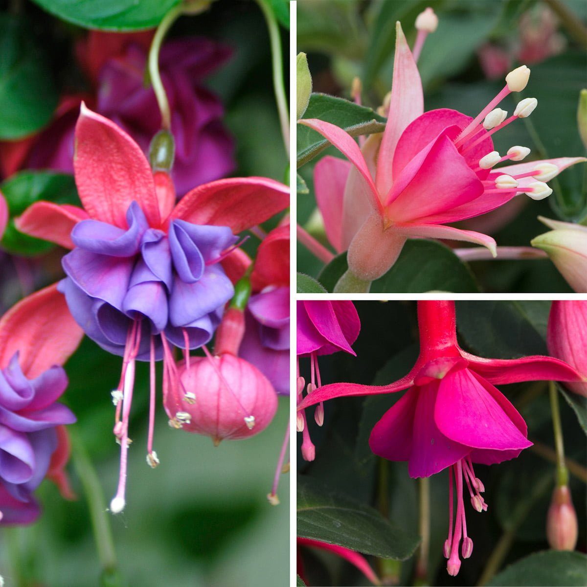 Bush Fuchsia Collection
