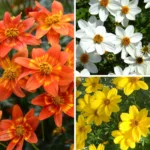 Beautiful Bidens Collection