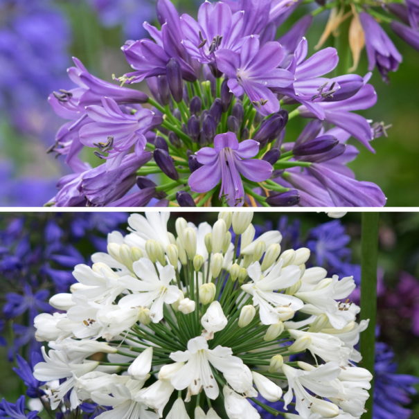RHS AGM Agapanthus Delight Collection