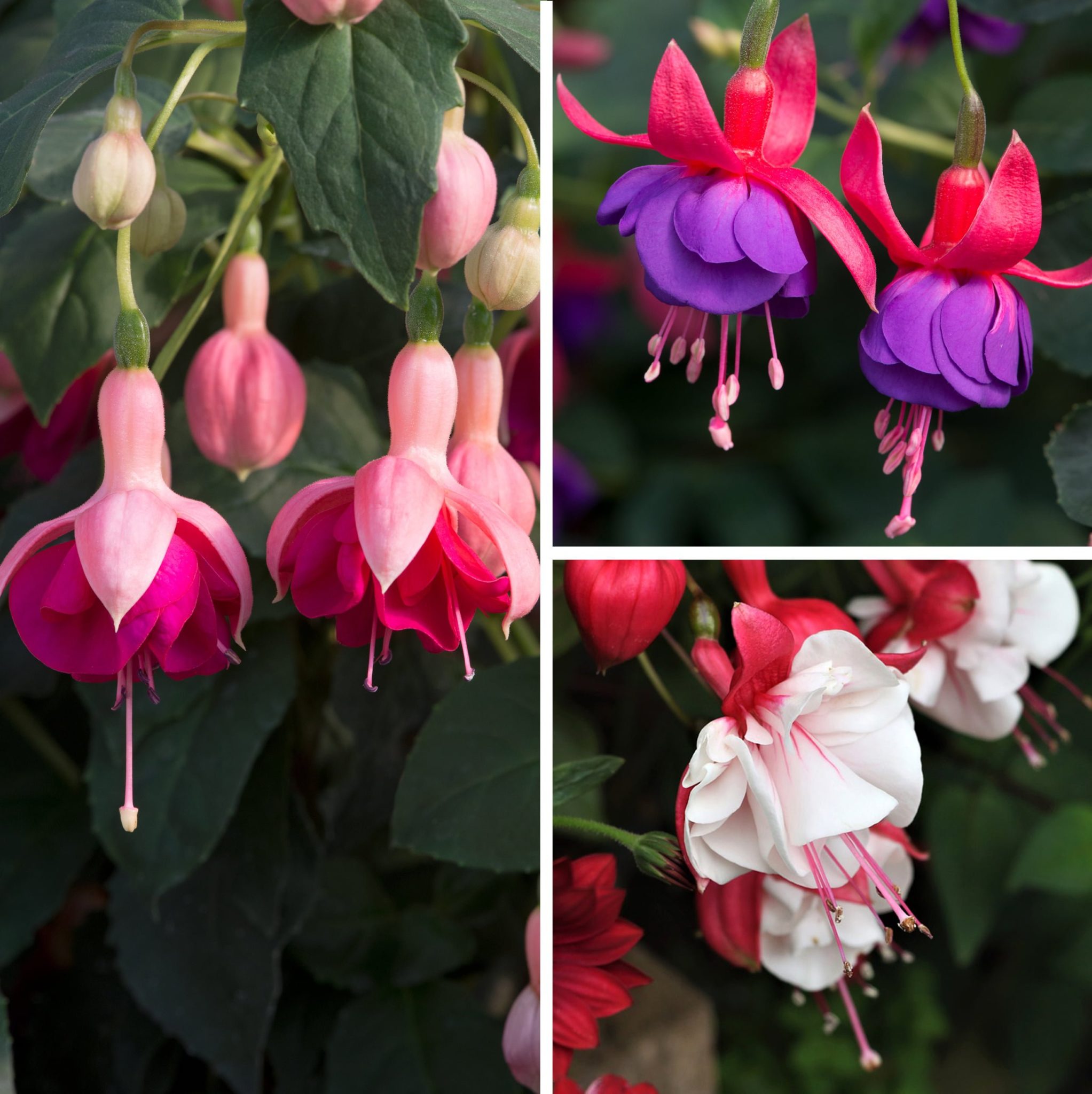 Award Winning Hardy Fuchsias Plants Richard Jackson Garden