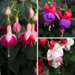 RHS AGM Hardy Fuchsia Collection