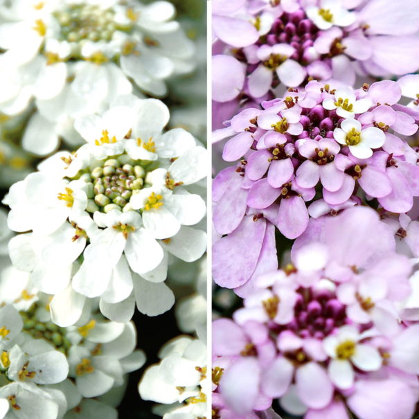 Cool Candytuft Collection