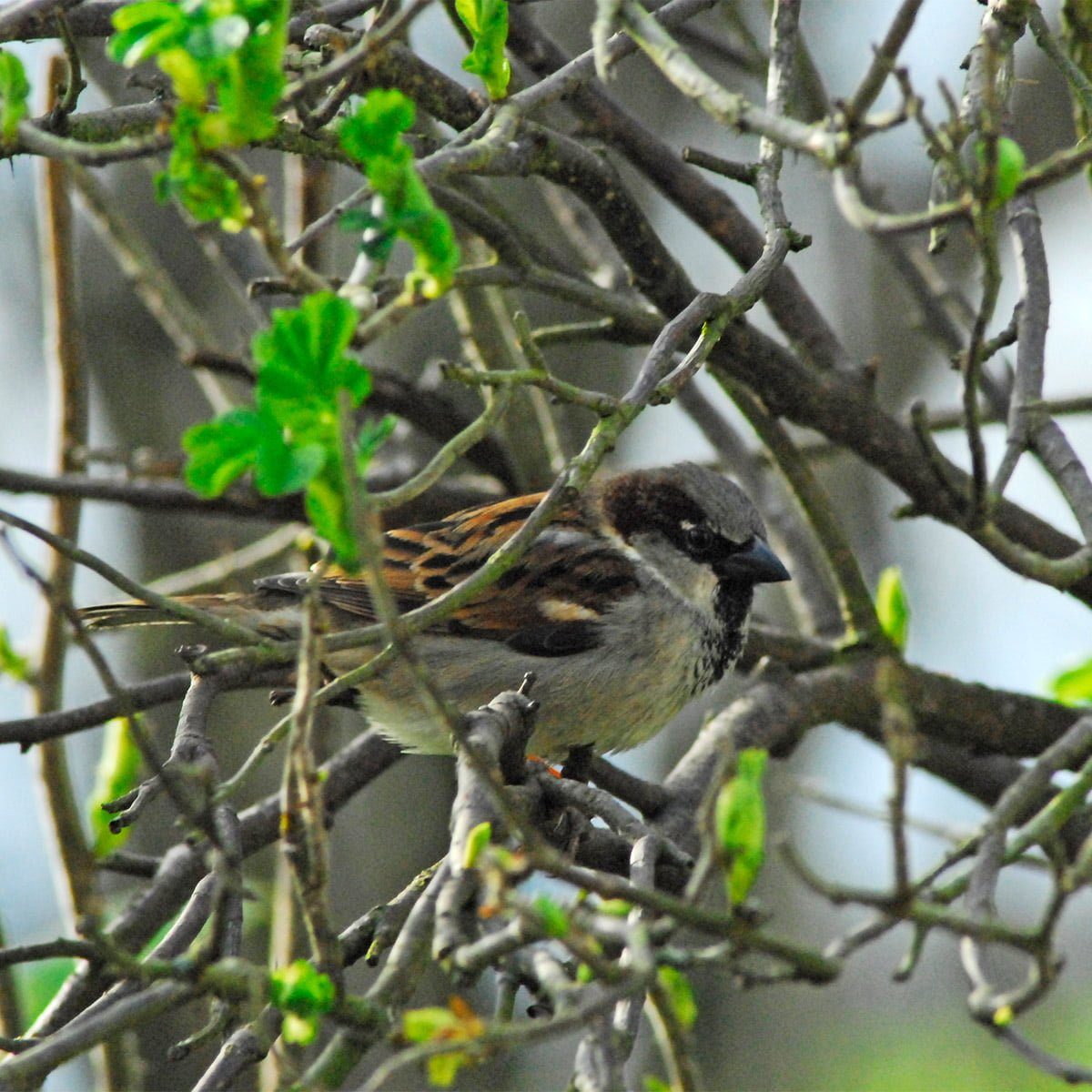 male house sparrow in tree