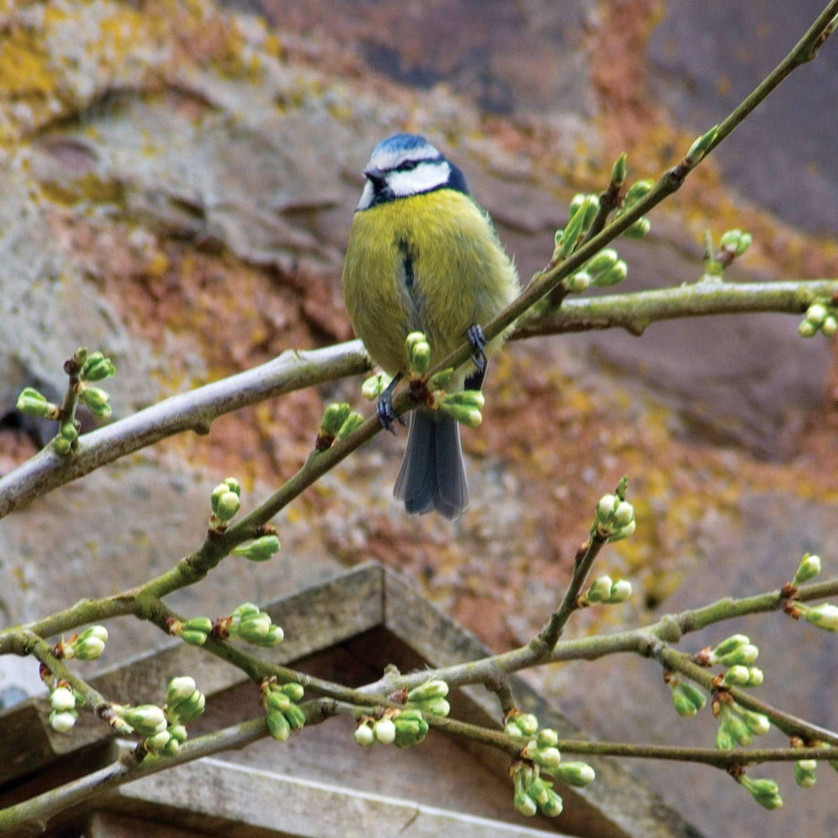 Blue Tit resting on branch