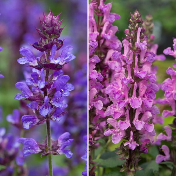 Marvellous Salvias blue and rose