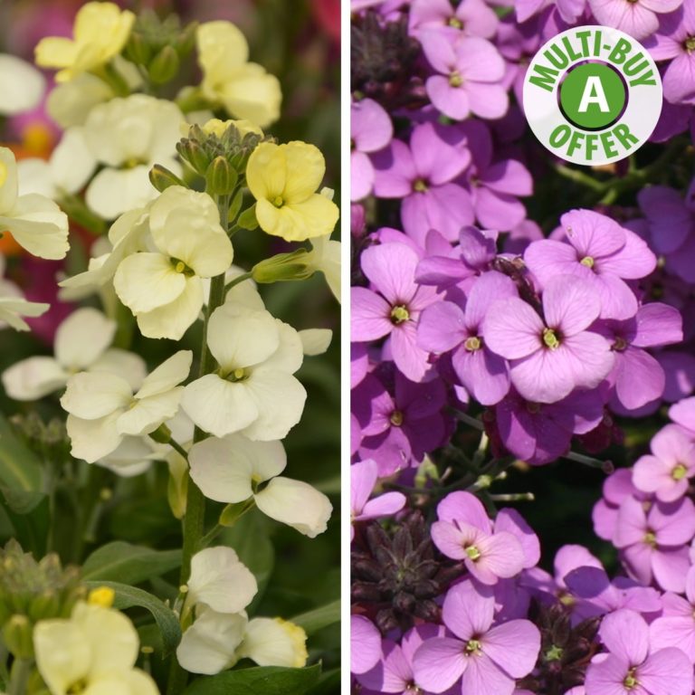 Perennial Wallflowers Plants Richard Jackson Garden