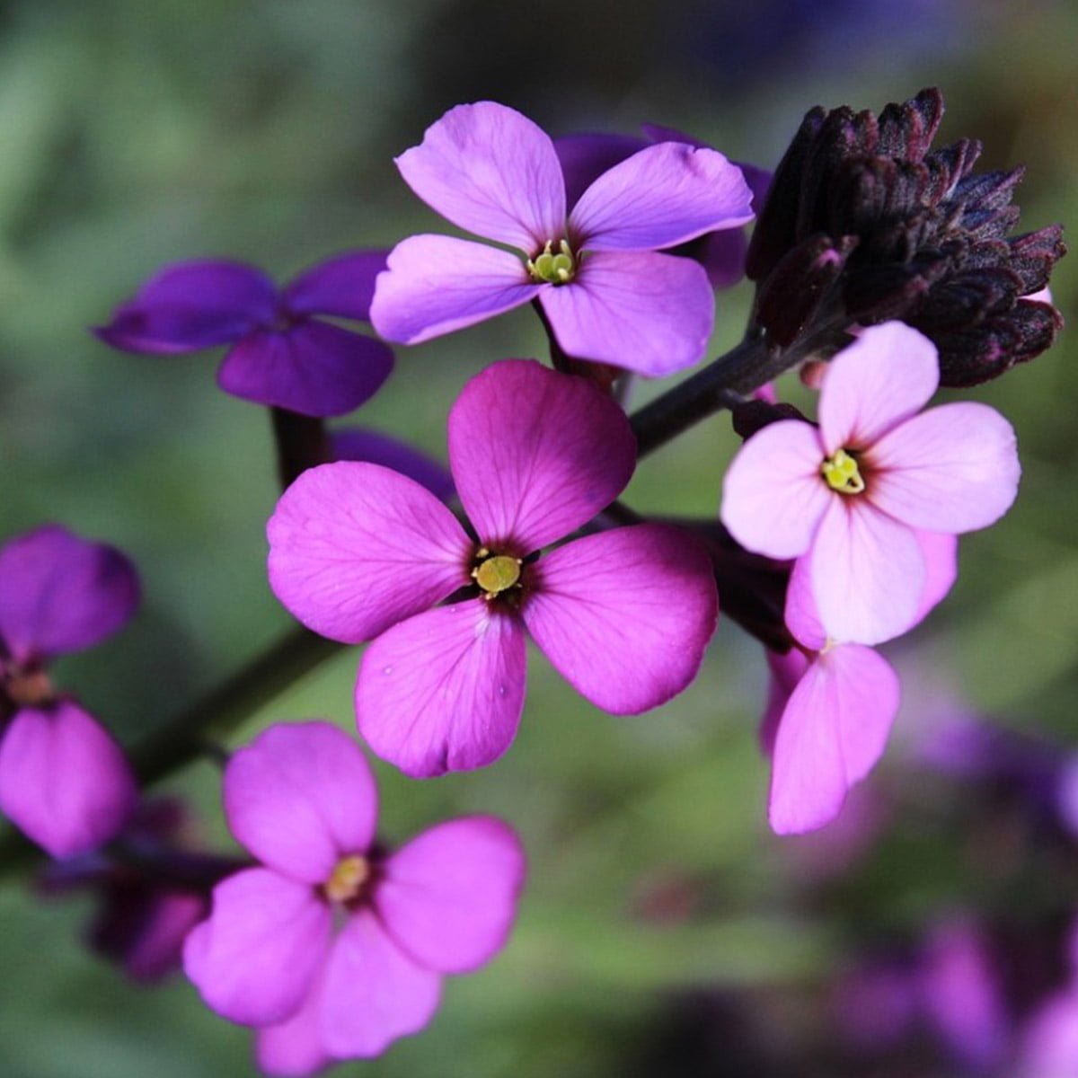 Perennial Wallflowers Plants Richard Jackson Garden