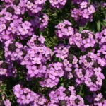 perennial wallflowers