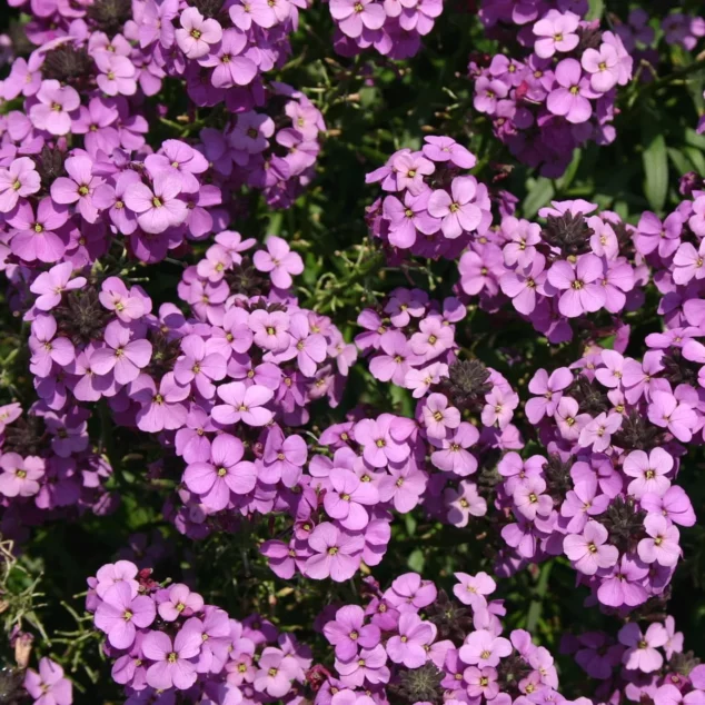 perennial wallflowers