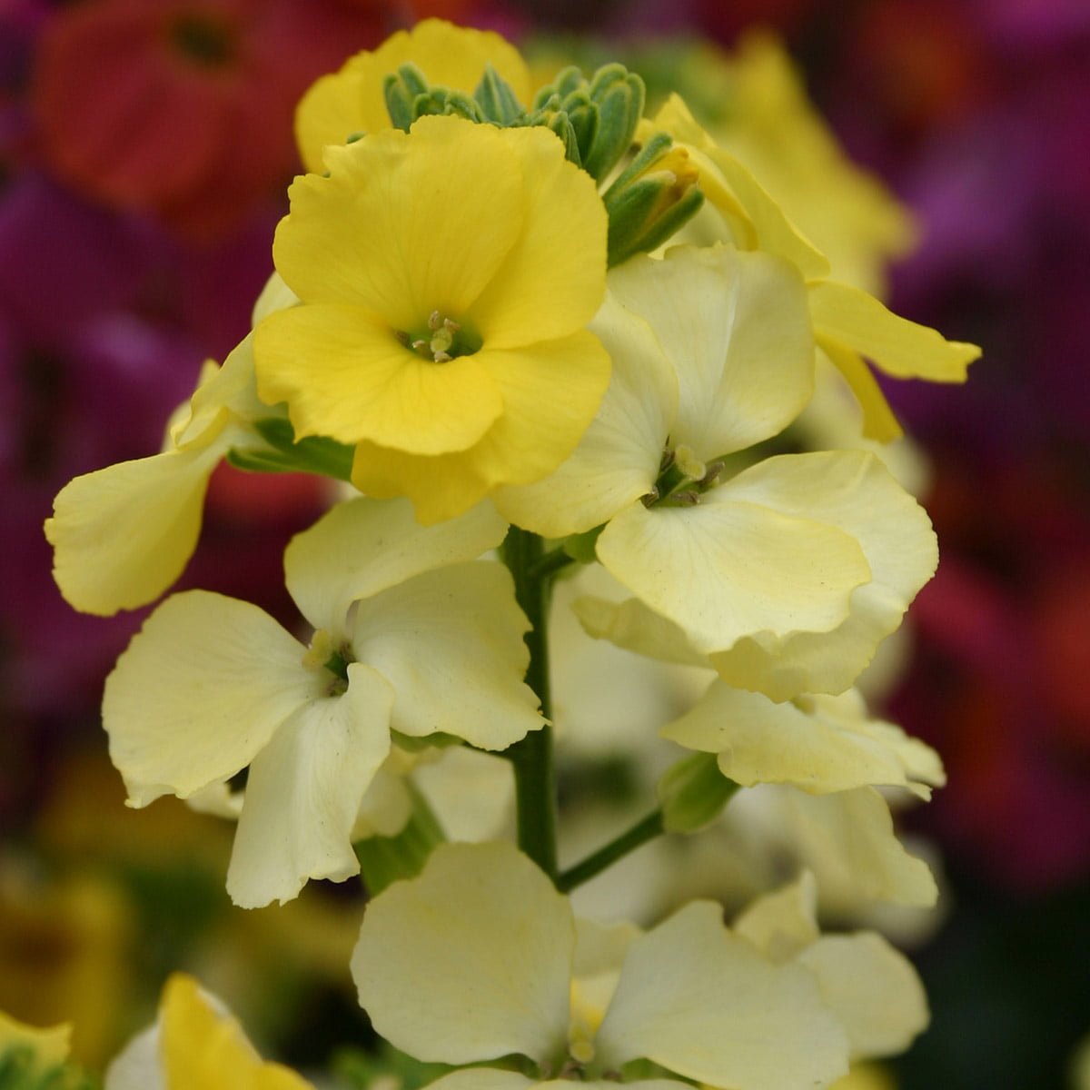 Perennial Wallflowers Plants Richard Jackson Garden