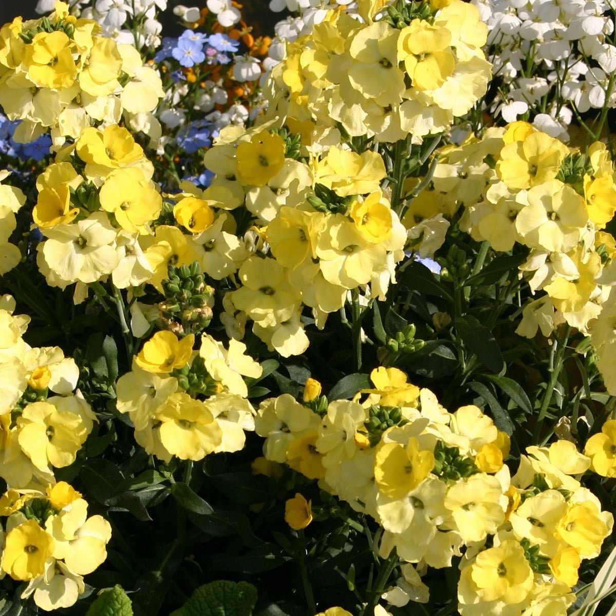yellow perennial wallflowers