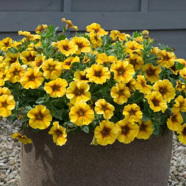 Beautiful Petunia Caramel Yellow