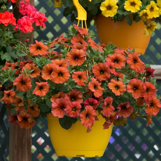 Beautiful Petunia Cinnamon