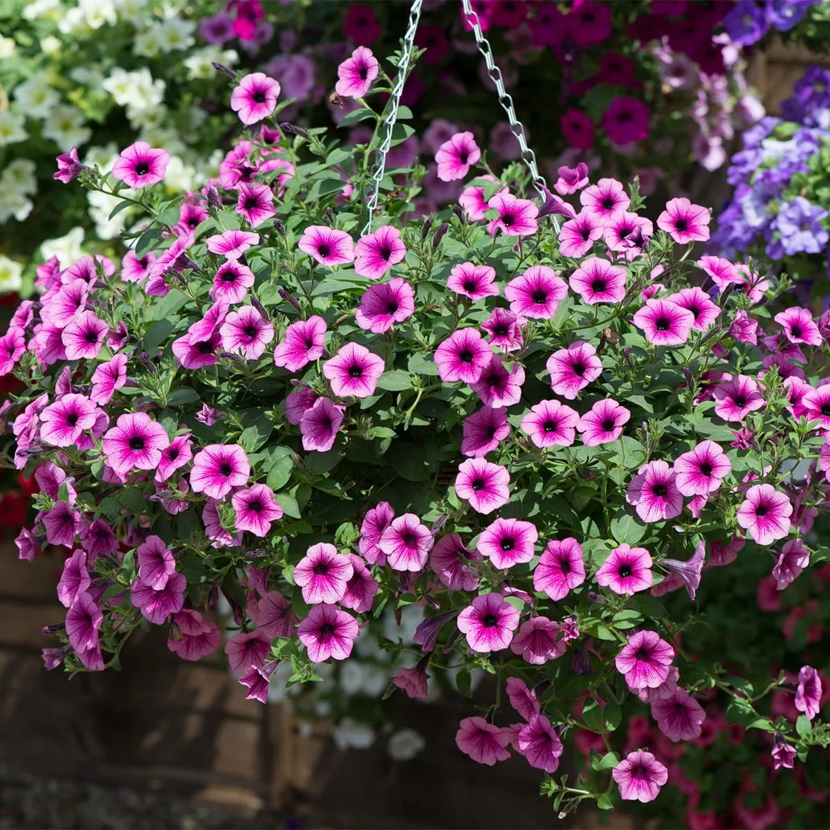 Image of Surfinia summer hanging plants