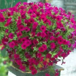 Surfinia Petunia Purple in pot
