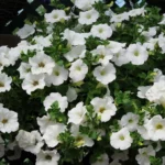 Surfinia Petunia Snow